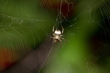 Wall Mural - spider on the nature