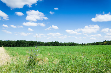 green field background