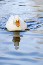 White Duck On A Pool