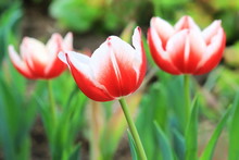 Red White Tulip
