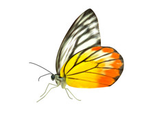 Realistic Beautiful Butterfly On White Background .