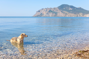 dog splashing in the sea