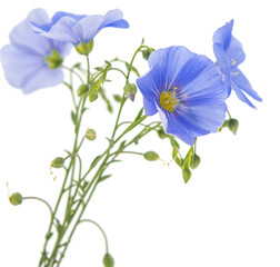 Poster - flax flower isolated