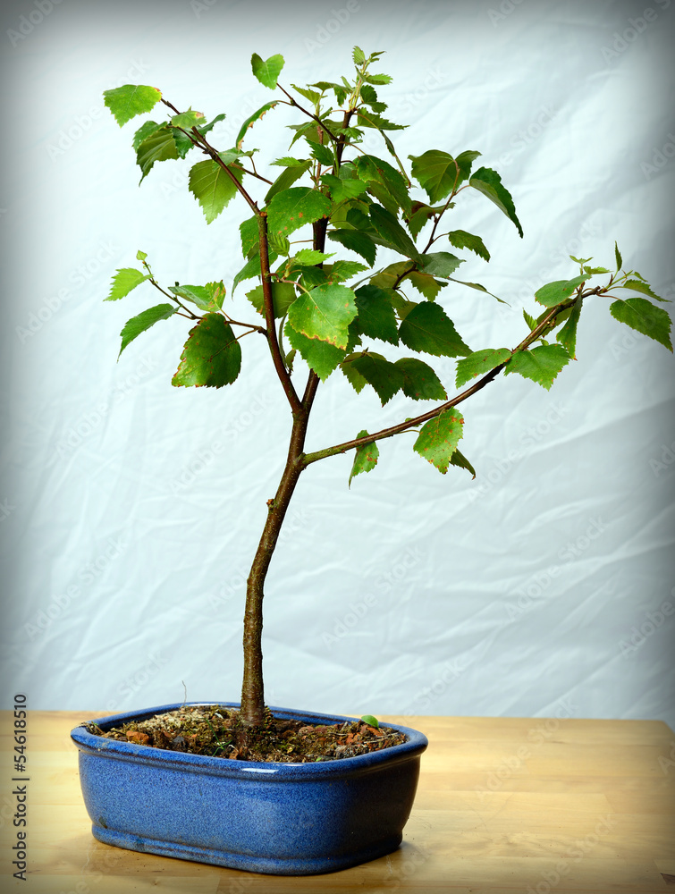 Stock-Foto young bonsai- Birke, birch | Adobe Stock
