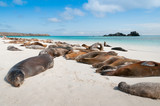 Fototapeta  - Sleeping sea lions Galapagos
