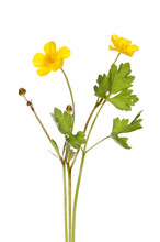 Partially Under Focused Buttercup Free Stock Photo - Public Domain Pictures