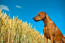 Dog In The Rye Wheaten Field