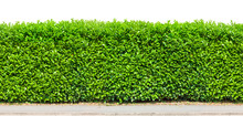 Tall Hedge Isolated