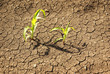 Dry soil with plant