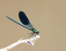 Blue Dragonfly In Nature. Macro