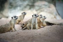 Family Of Meerkats
