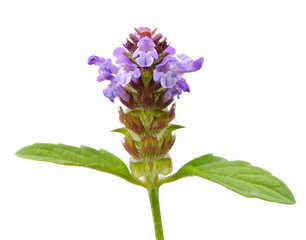 Wall Mural - Prunella (Self-Heal) Flower on White Background