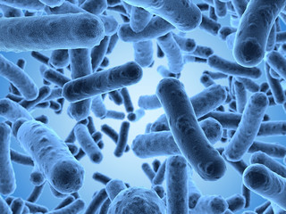 Bacteria seen under a  scanning microscope