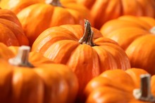 Closeup Of  Many Small Pumpkins.