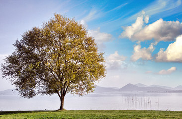 Canvas Print - Beautiful view of isolated tree on dramatic background sky