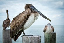 Pelicans Close Up