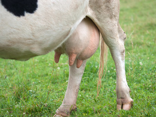 udder of cow