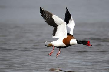 Canvas Print - Shelduck, Tadorna tadorna