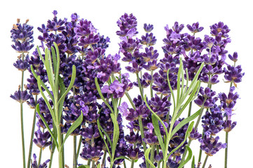 Canvas Print - lavender flowers isolated on white