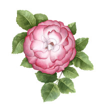 Watercolor Illustration Of Dog Rose Flower