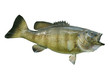 Smallmouth bass isolated on a white background