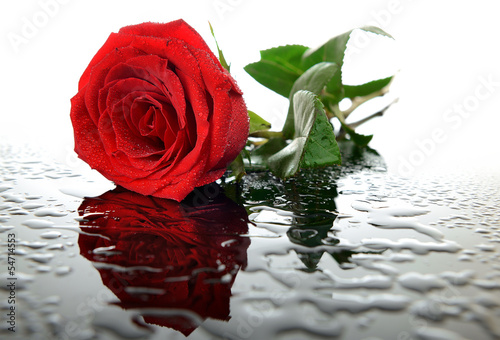 Obraz w ramie Red rose on glass with water droplets