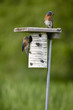 Bluebird pair sitting on a birdhouse ready to feed their young
