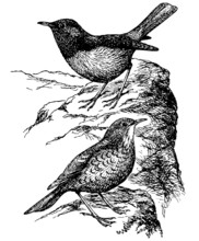 Birds Common Rock Thrush