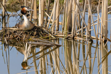 A Great Crested Grebe (Podiceps cristatus) on a nest.