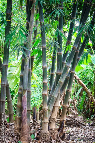 Naklejka na szybę Bamboo forest