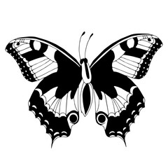 Wall Mural - Butterfly illustration