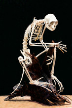 Monkey Skeleton On Black Background