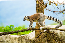 Lemur In Nightsafari Chiangmai Thailand
