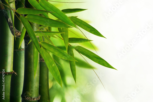 Naklejka na szybę bamboo tree