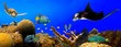 Underwater tropical reef panorama