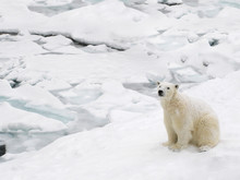 Polar Bear On Snowy Day