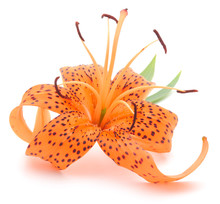 Tiger Lily Isolated On A White Background