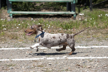 Dachshund in a race.