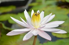 White Lotus With Bees