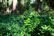 blueberry shrubs in the forest