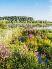 Canvas Print - Flowering Purple Loosestrife