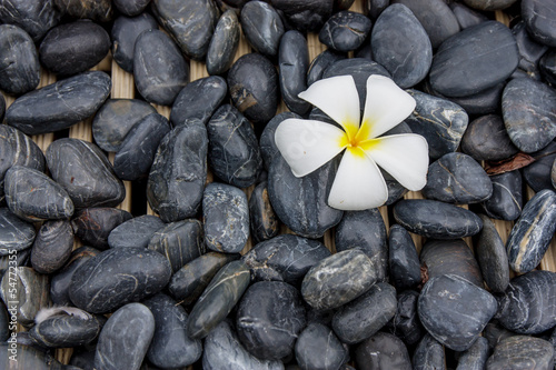 Naklejka - mata magnetyczna na lodówkę Frangipani flower