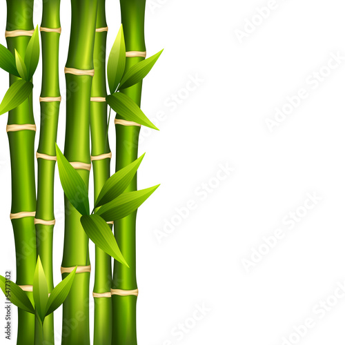 Naklejka - mata magnetyczna na lodówkę Bamboo on a white background