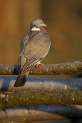 Poster - Wood pigeon, Columba palumbus