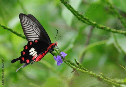 Naklejka na szafę butterfly