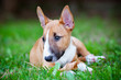red english bull terrier puppy