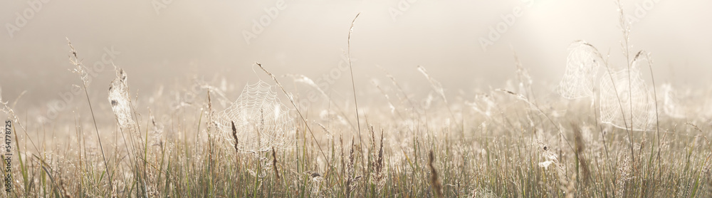 Grass field with spider webs - obrazy, fototapety, plakaty 