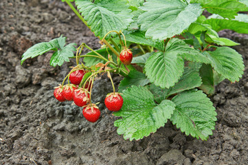 Bush of Juicy Strawberry