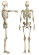 © dkuhne1976 - Anatomische Darstellung menschliches Skelett 2