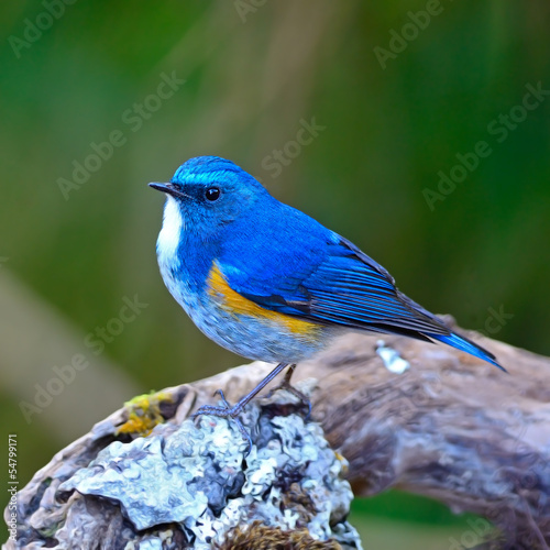 Obraz w ramie Himalayan Bluetail